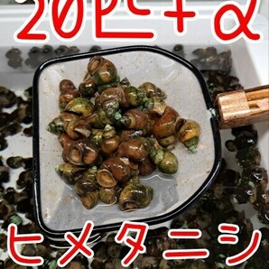 【倭めだか】 ヒメタニシ 20匹+α 天然採取 淡水 たにし コケ取り 貝 水質浄化 苔取り めだか 水槽 掃除 長生きの画像1