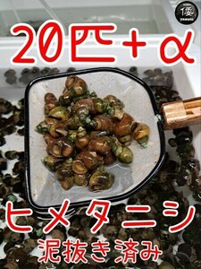 【倭めだか】 ヒメタニシ 20匹+α 天然採取 淡水 たにし コケ取り 貝 水質浄化 苔取り めだか 水槽 掃除 長生き