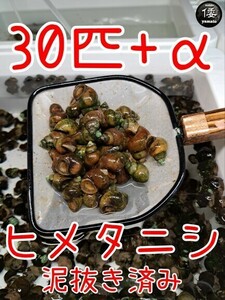 【倭めだか】 ヒメタニシ 30匹+α 天然採取 淡水 たにし コケ取り 貝 水質浄化 苔取り めだか 水槽 掃除 長生き