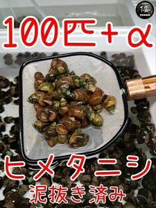 【倭めだか】 ヒメタニシ 100匹+α 天然採取 淡水 たにし コケ取り 貝 水質浄化 苔取り めだか 水槽 掃除 長生き