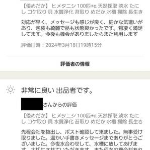 【倭めだか】 ヒメタニシ 30匹+α 天然採取 淡水 たにし コケ取り 貝 水質浄化 苔取り めだか 水槽 掃除 長生きの画像3