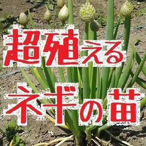 ネギ 苗 20本 千本葱