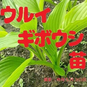 ウルイ ギボウシ 苗 1株1芽 × 3株