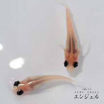 【千歳メダカ】エンジェル 1ペア めだか 出目 パンダ（ポニョ 前目 ダルマ 半ダルマ ショート メダカ ）_画像7