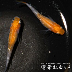 【千歳メダカ】凛華紅白ラメ めだか 1ペア 夢中めだか様血統