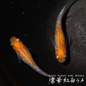 【千歳メダカ】凛華紅白ラメ めだか 1ペア 夢中めだか様血統 産卵サイズ (レッドクリフ紅白 ダークタイプ メダカ ミッドナイトフリル)