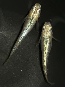 【良めだか】「ゴールDローズ」メダカの稚魚　10匹