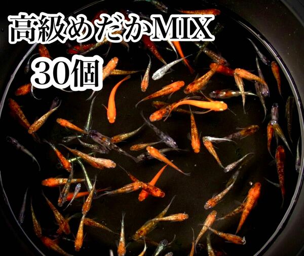 高級めだかMIXの有精卵30個+@