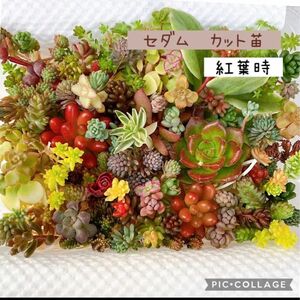 多肉植物　セダム　カット苗