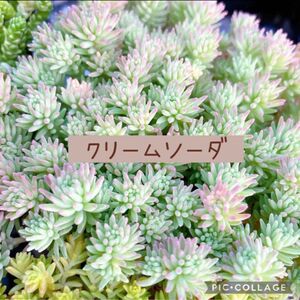 多肉植物　セダム　クリームソーダ　カット苗