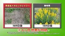 住友化学園芸 除草剤 草退治メガロングシャワー4L 強力 持続 最大散布400㎡ 液体_画像6