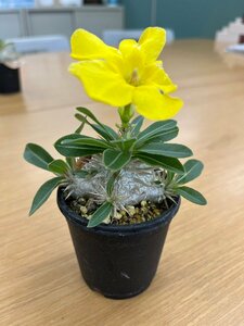 パキポディウム エニグマチカム【15】 Pachypodium enigmaticum 実生 塊根 コーデックス 多肉植物●国分グリーンファーム