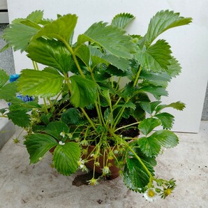 7 四季なりいちご 【寄植え】の画像1