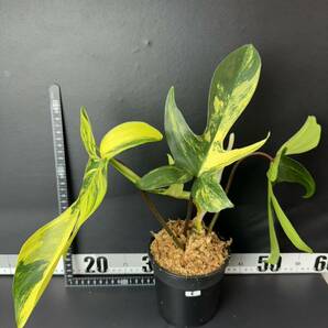 5 フィロデンドロンフロリダビューティー斑入りPhilodendron 'Florida Beauty' Variegatedの画像1