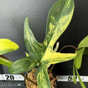 5 フィロデンドロンフロリダビューティー斑入りPhilodendron 'Florida Beauty' Variegatedの画像2