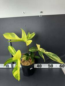 6 フィロデンドロンフロリダビューティー斑入りPhilodendron 'Florida Beauty' Variegated