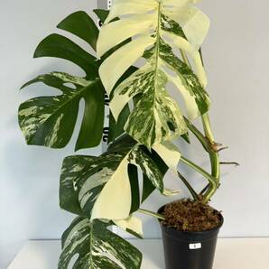 1 モンステラ ボルシギアナ アルボ ホワイトタイガー斑入り Monstera Borsigiana Albo Variegatedトップカットの画像1