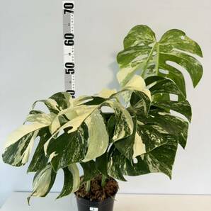 3 モンステラ ボルシギアナ アルボ ホワイトタイガー斑入り Monstera Borsigiana Albo Variegatedトップカットの画像1