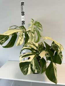 4 monstera borusi gear naarubo white Tiger . entering Monstera Borsigiana Albo Variegated top cut 