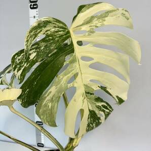 4 モンステラ ボルシギアナ アルボ ホワイトタイガー斑入り Monstera Borsigiana Albo Variegatedトップカットの画像6