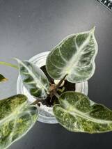 T5 アロカシア バンビーノ 斑入りAlocasia Bambino Aurea Variegated 組織培養 順化済_画像5