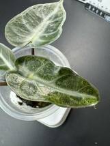 T5 アロカシア バンビーノ 斑入りAlocasia Bambino Aurea Variegated 組織培養 順化済_画像3