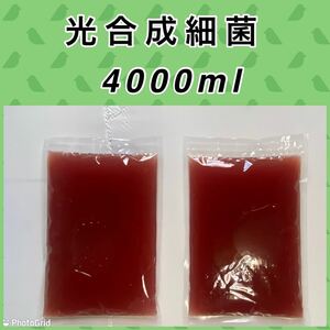 自家培養　PSB 光合成細菌 4000ml 