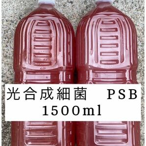 限定値下げ PSB 光合成細菌 1500ml 自家培養の画像1