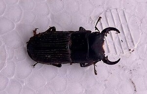 オキナワネブトクワガタ 久米島産　幼虫9匹【 ネブト Aegus クワガタ ネブトクワガタ 】