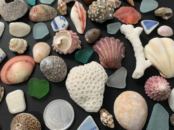 no.貝殻セット シーグラス シー陶器 珊瑚