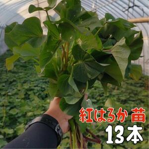 【②4/22〜4/24発送】サツマイモ紅はるか13本【さつまいも苗】