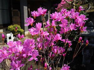 希少色　ミツバツツジ　ムラサキ花　流通が少なく貴重です　注意　北海道、離島、沖縄不可