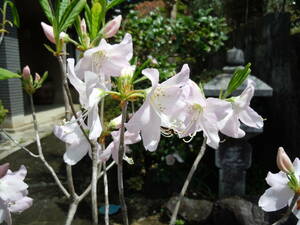 ツツジの女王　クロフネツツジ　花芽つき　高さ約1.3ｍ　鉢底から　4/17　現品限り　5.2花は終わり