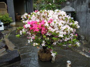 1 иен старт .. предмет пестрое цветение азалия *. лето tokonatsu* шар покрой лист обивка примерно 80 см примечание 4/21 фотосъемка на данный момент цветок ... следующий год для 
