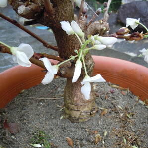 純白の花 ☆ 白藤 ☆ ボリュームあり 豪華 注 4/24撮影 現品限りの画像5