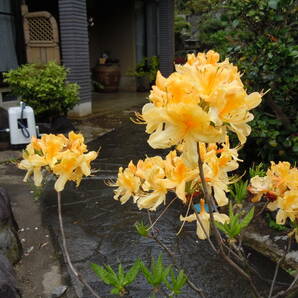 希少ツツジ ♪ エクスバリーツツジ ♪花芽いっぱい 希少色 黄花 注意 4/27 撮影の画像4