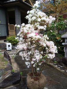  old tree. manner . Kurume azalea tokonatsu power exist dynamic . shape NO.5 4/18 photographing article limit note Okinawa, remote island, Hokkaido un- possible 