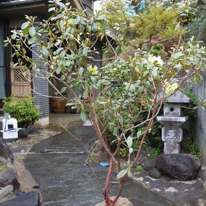 希少シャクナゲ 黄花 サフロンクイーン 花芽つき 特大株の画像1