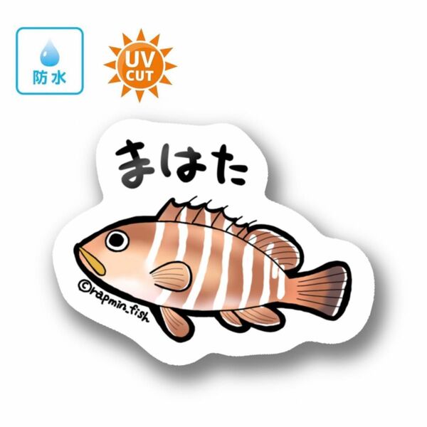 074 マハタ【防水&UVカット】釣り好きステッカー☆
