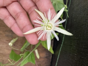 花芽付き バニラの香りのトケイソウ カプスラリス バニラクリーム Passiflora capsularis 'vanilla cream'