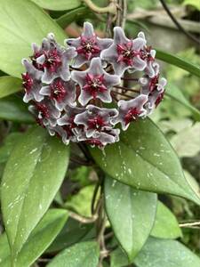 花芽付きホヤ プビカリクス　ロイヤルハワイアンパープル Hoya pubicalyx 'Royal hawaiian purple'
