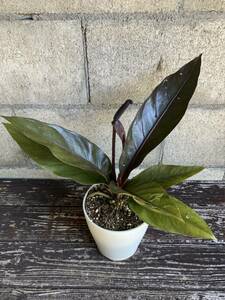 実生の黒葉系統 アンスリウム　フーケリー Anthurium 'hookeri' black