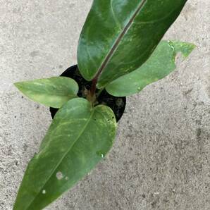 実生の黒葉系統アンスリウム 斑入り フーケリー 2株セット Anthurium 'hookeri' black variegatedの画像5