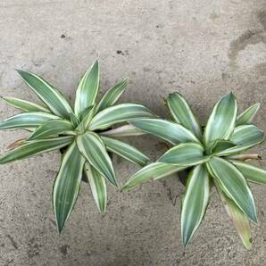 アガベ ジョーホーク 2株セット Agave desmettiana 'joe hoak'の画像1