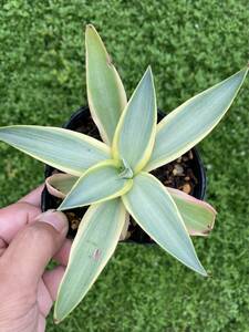 アガベ ブルームーン Agave desmettiana 'blue moon' 銀河旅人