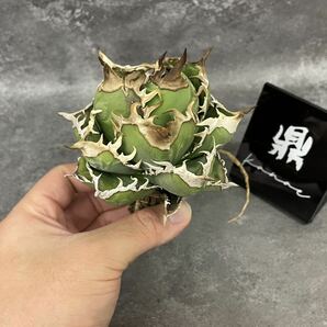日本初出し！！！【kanae】特選 アガベ 【白妖精】チタノタ 多肉植物 強棘 極上美株の画像5
