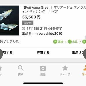 【上州・貴めだか 】極上 エメキン 有精卵10個＋補償10個＋α マリアージュキッシングワイドフィンエメラルドフィン ※インスタ兄弟親掲載の画像3