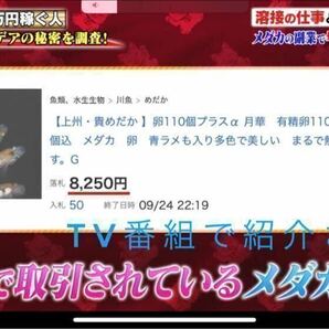 【上州・貴めだか 】極上 『ミッドナイトフリル アースアイ』 有精卵30個＋補償分30個＋α ※の画像4