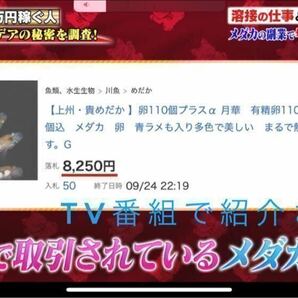 【上州・貴めだか 】【普通鰭】『夜桜ゴールド 極ラメ』 有精卵30個＋補償分30個＋α ※非常に明るい金色でラメがぎっしりです！の画像5