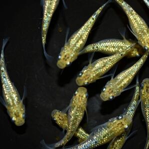 【上州・貴めだか 】【普通鰭】『夜桜ゴールド 極ラメ』 有精卵30個＋補償分30個＋α ※非常に明るい金色でラメがぎっしりです！の画像7